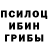 Псилоцибиновые грибы Psilocybine cubensis Alex Plis